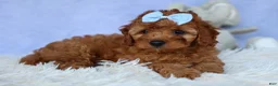 Cavapoo dogs for sale: TYSON - Ad 11