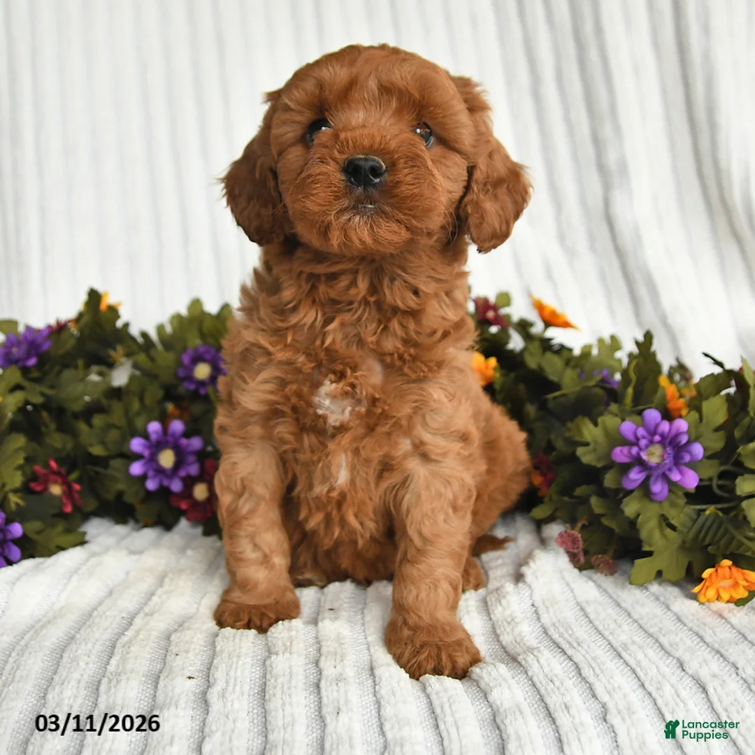 Mixed Breed dogs for sale: Patrick - Ad 3