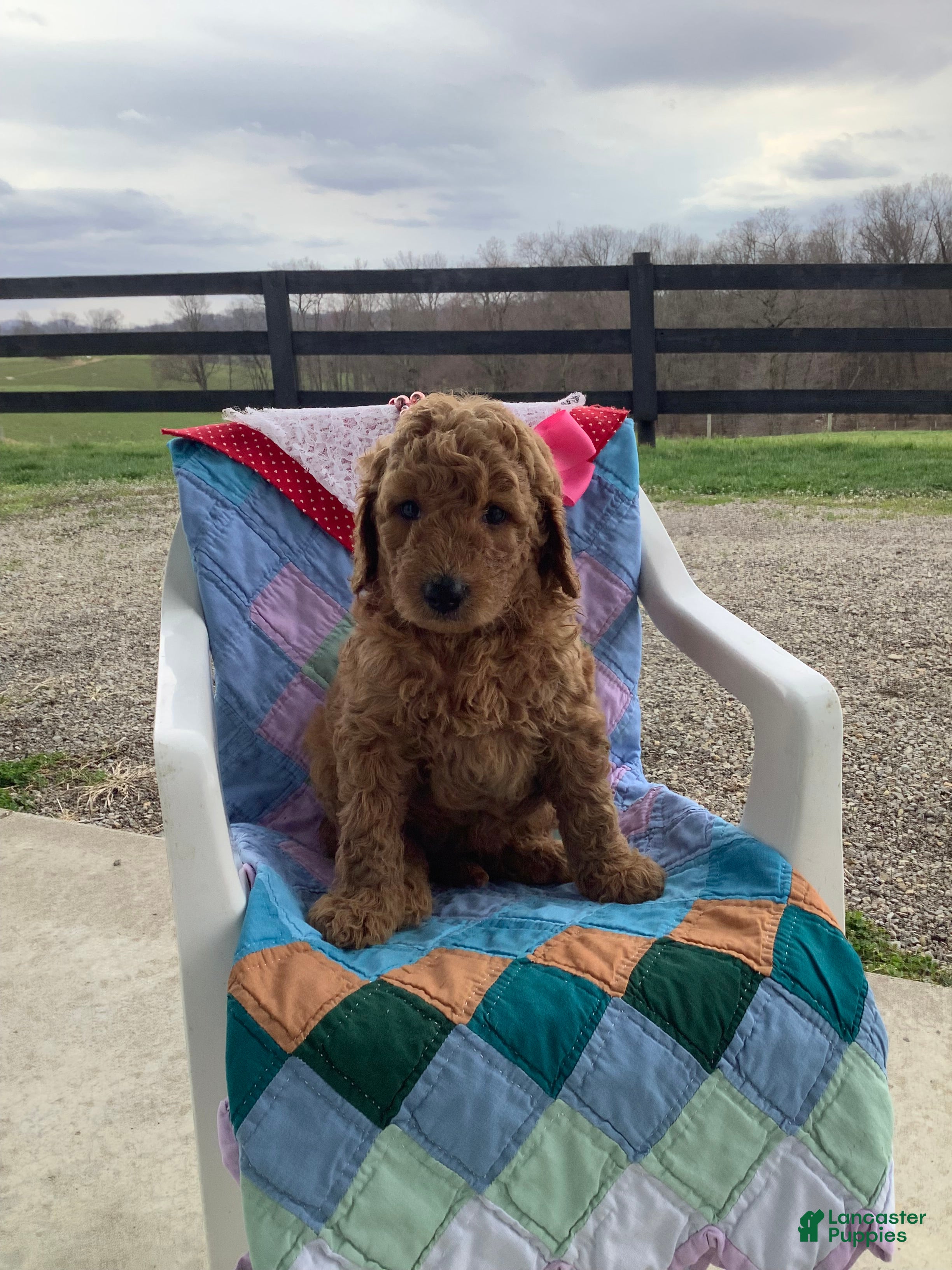 Goldendoodle dogs Goldendoodle Puppy 3 - Ad 2