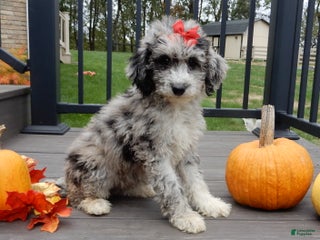 Sheepadoodle dogs - Ad 1