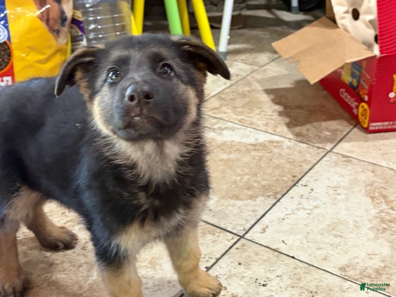 German Shepherd dogs Noname - Ad 22