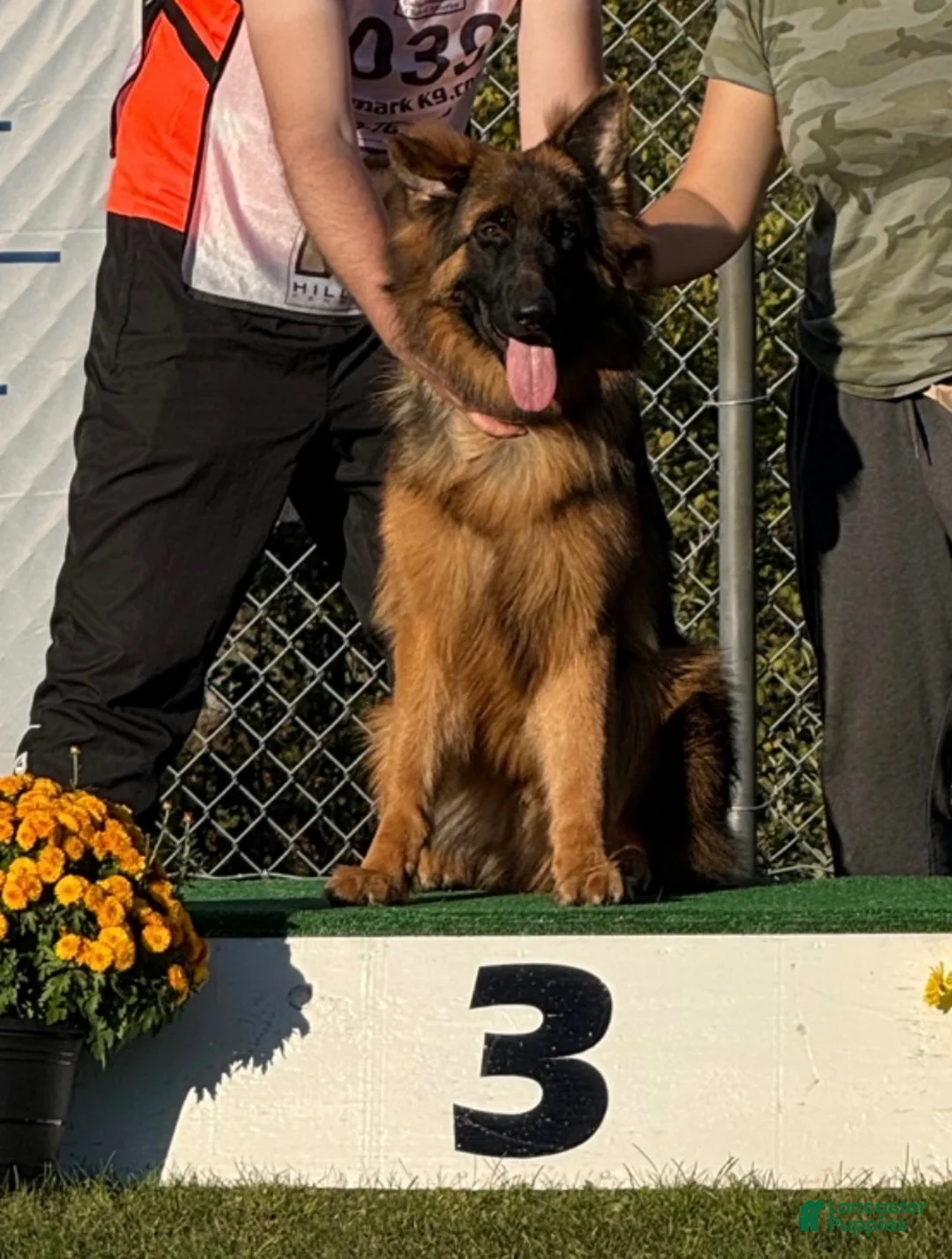 German Shepherd dogs for sale: World bloodline German Shepherd rehome now - Ad 2