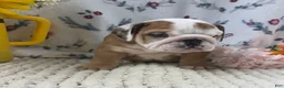 English Bulldog dogs for sale: Rosie - Ad 4