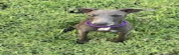 Italian Greyhound dogs for sale: Charlie - Ad 14