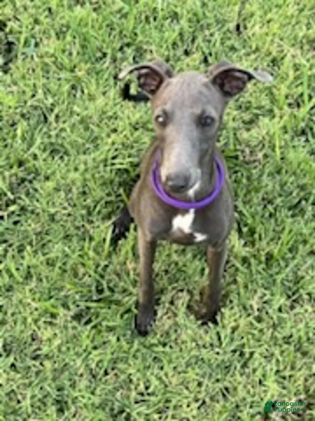 Italian Greyhound dogs for sale: Charlie - Ad 14