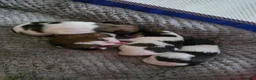Pomeranian dogs for sale: Oreo - Ad 2