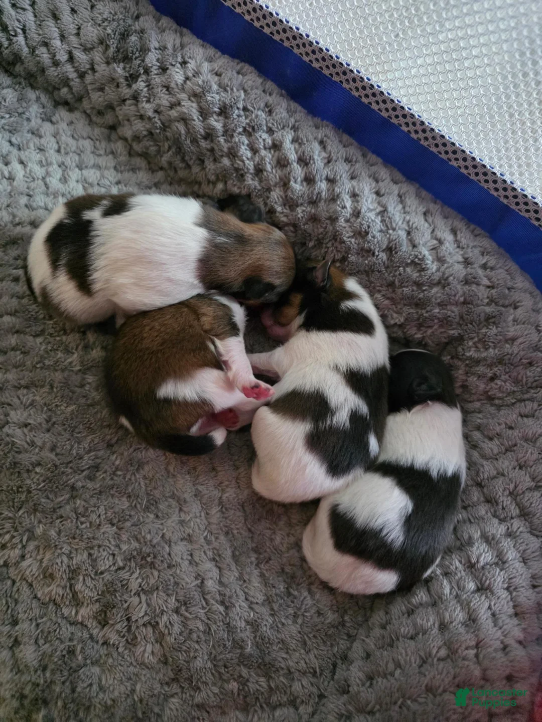 Pomeranian dogs for sale: Oreo - Ad 2