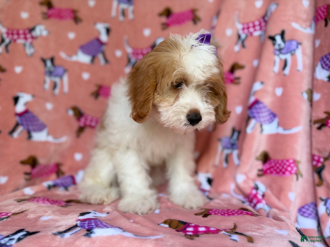 Mini Goldendoodle dogs for sale: Pumpkin  - Ad 9