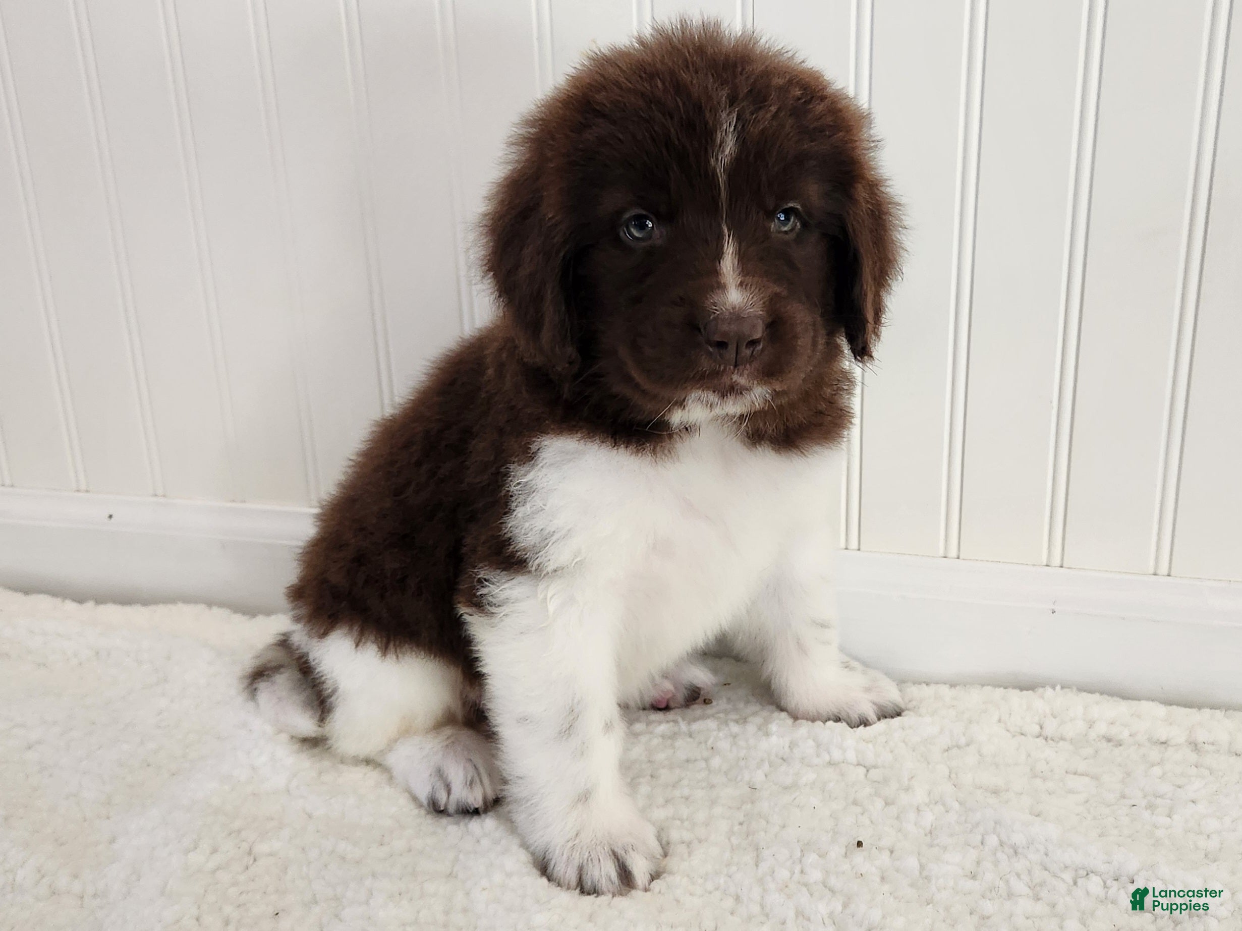 Newfoundland dogs for sale: AKC Eden - Ad 1