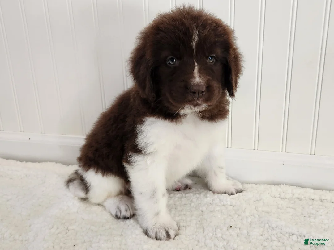 Newfoundland dogs for sale: AKC Eden - Ad 1