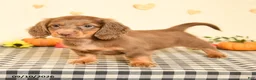 Miniature Dachshund dogs for sale: Maddox - Ad 4