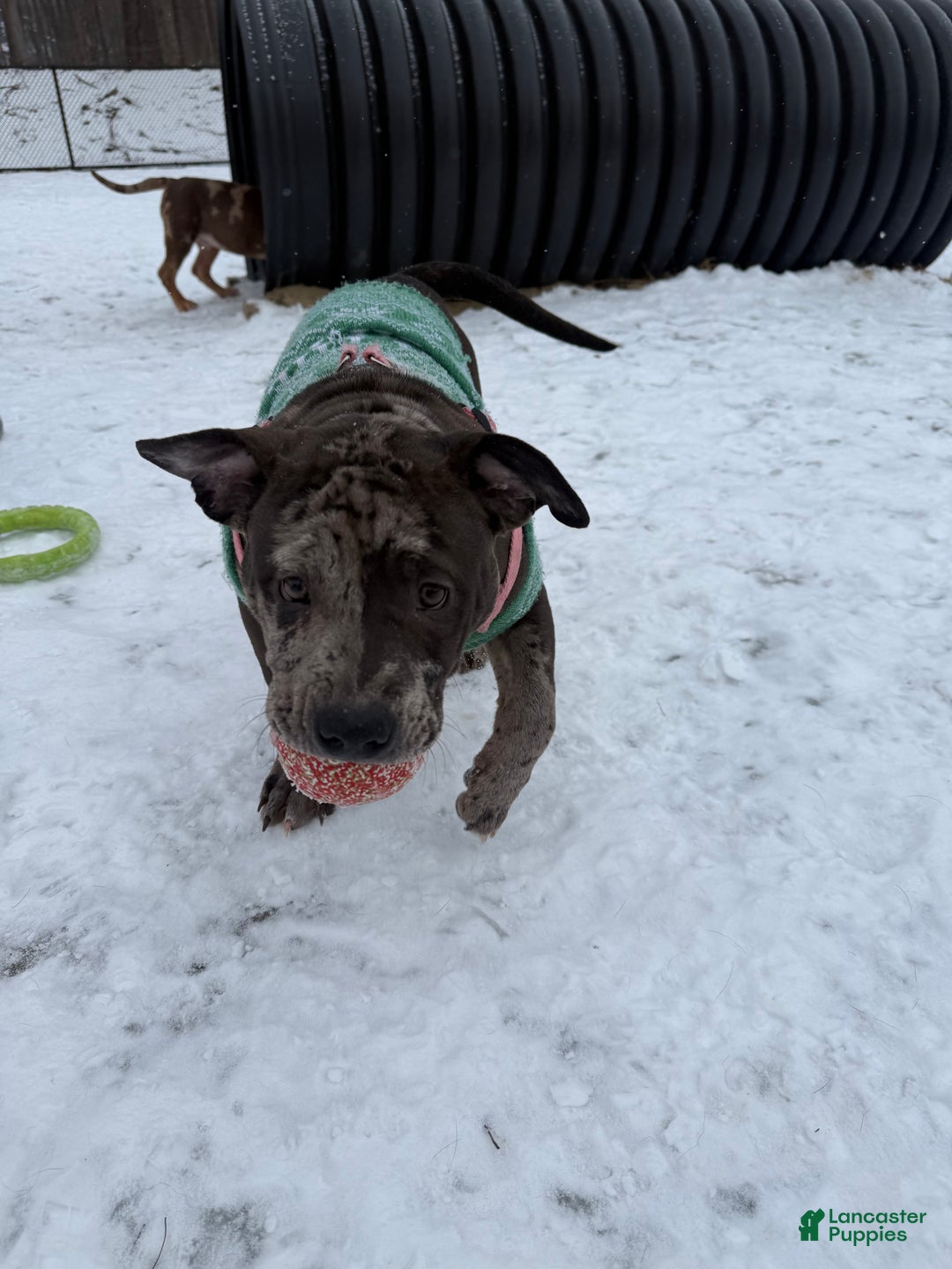 American Bully dogs for sale: Sandy(female) - Ad 17