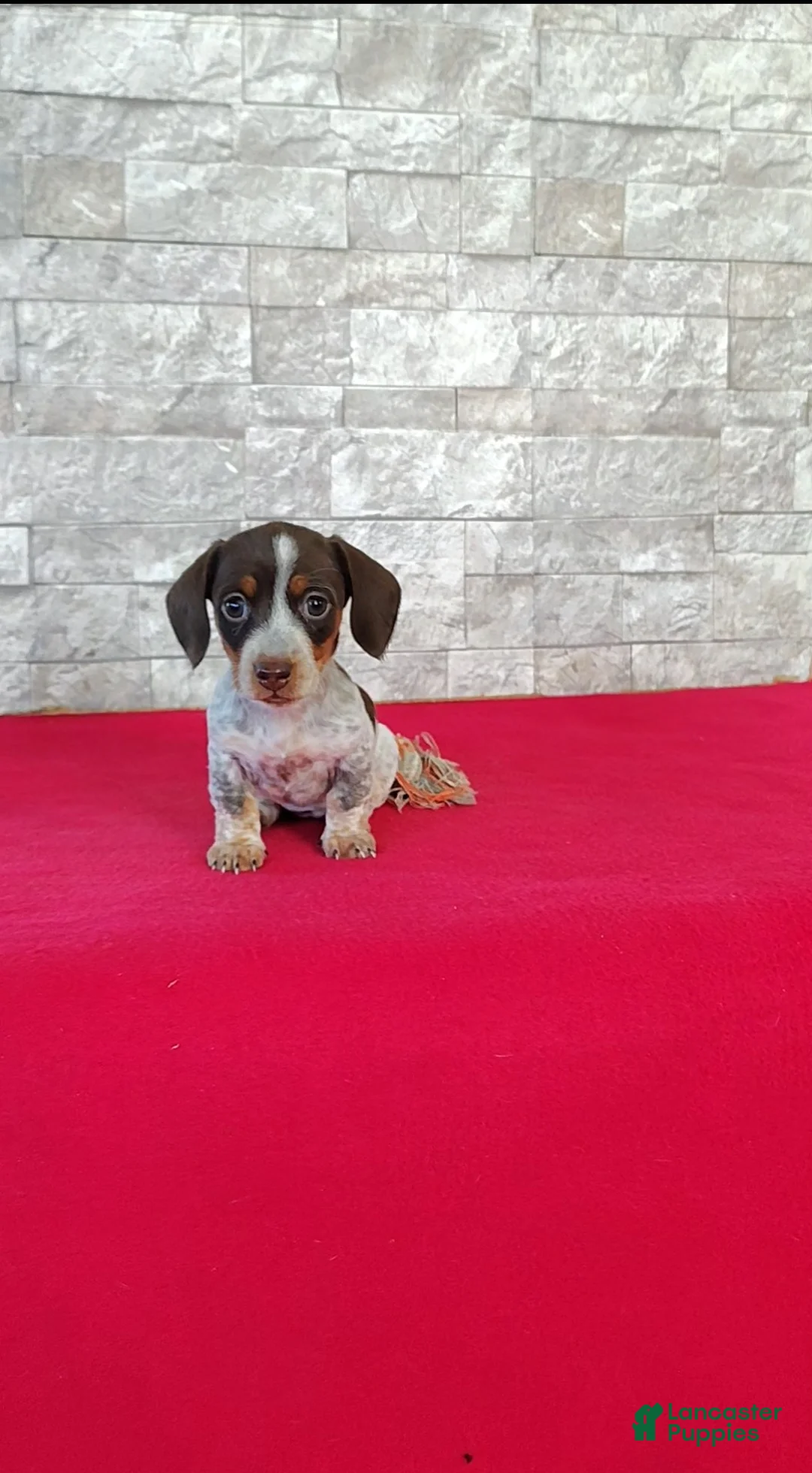 Miniature Dachshund dogs for sale: Lucy - Ad 2