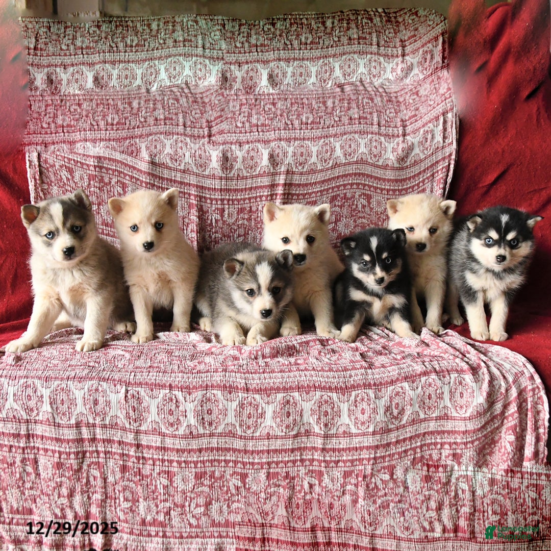 Pomsky dogs for sale: Lester - Ad 3