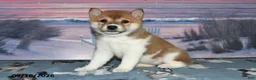 Shiba Inu dogs for sale: Kristi - Ad 2