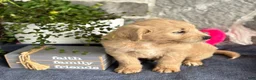 Goldendoodle dogs for sale: Nigel - Ad 7