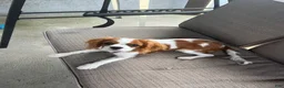 Cavalier King Charles Spaniel dogs for sale: Cavalier King Charles Spaniel 1 - Ad 3