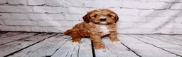 Cavalier King Charles Spaniel dogs for sale: Heidi - Ad 2