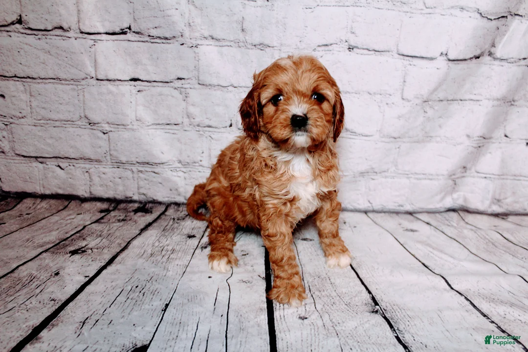Cavalier King Charles Spaniel dogs for sale: Heidi - Ad 2