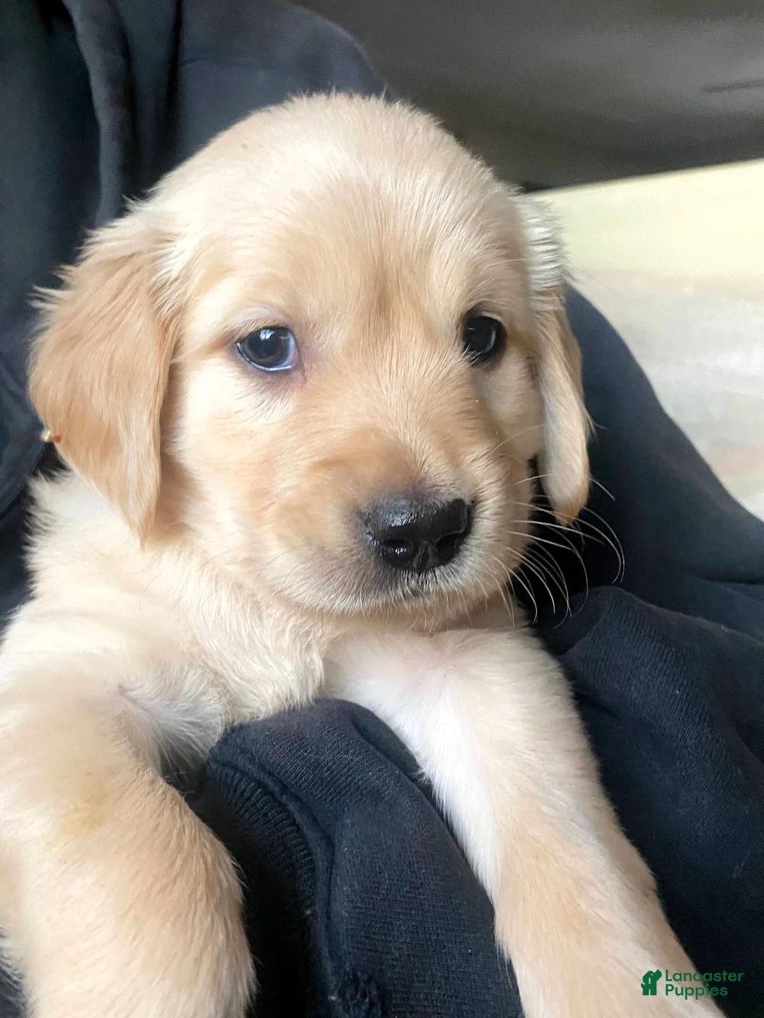 Golden Retriever dogs for sale: Golden Retriever Puppy 3 - Ad 4