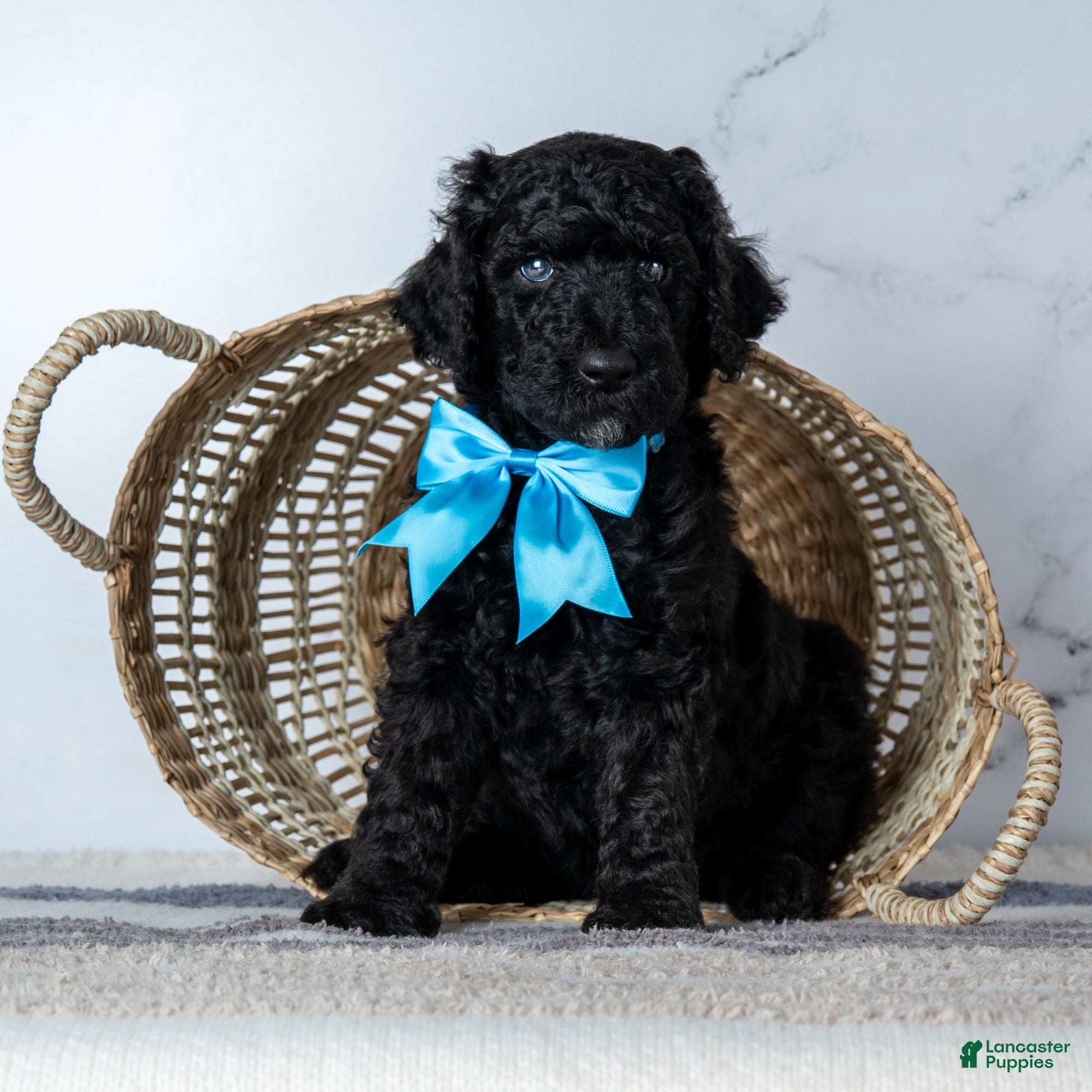 Goldendoodle dogs Mr. Midnight Roast - Black w/ White Patch Goldendoodle - Ad 20