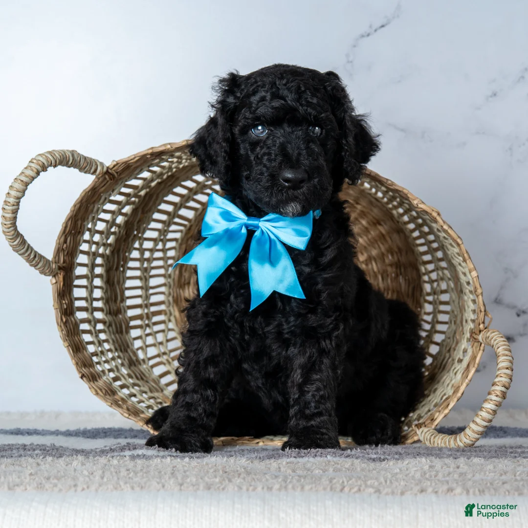 Goldendoodle dogs for sale: Mr. Midnight Roast - Black w/ White Patch Goldendoodle - Ad 1
