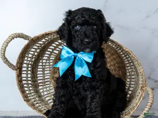 Goldendoodle dogs Mr. Midnight Roast - Black w/ White Patch Goldendoodle - Ad 19