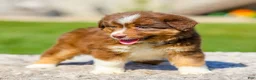 Miniature Australian Shepherd dogs for sale: Harper - Ad 6
