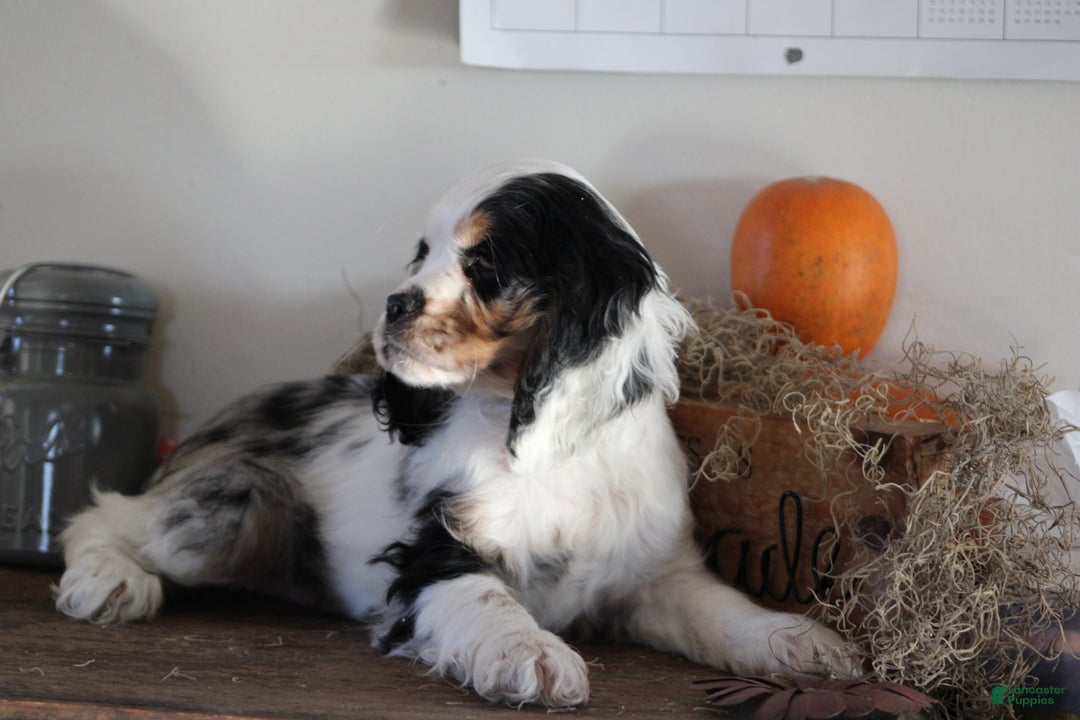 English Cocker Spaniel dogs for sale: Luanne - Ad 3