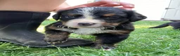 Bernese Mountain Dog dogs for sale: Timmy  - Ad 6