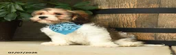 Cavachon dogs for sale: Tinker - Ad 3