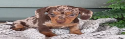 Miniature Dachshund dogs for sale: 1800 - Ad 6