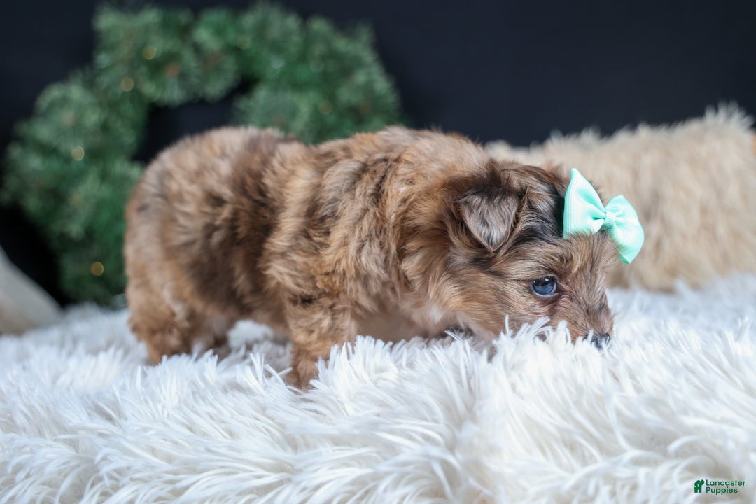 Mini Aussiedoodle dogs for sale: Gunner - Ad 14