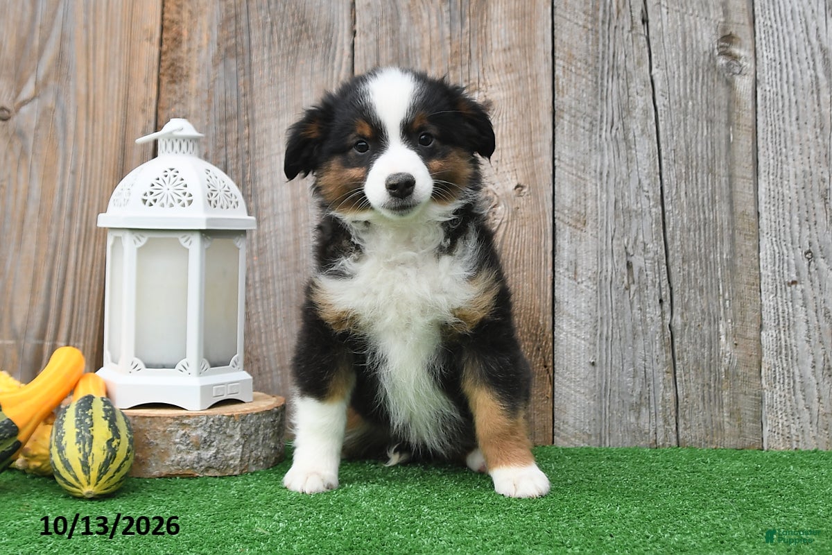 Miniature Australian Shepherd dogs Raine - Ad 2