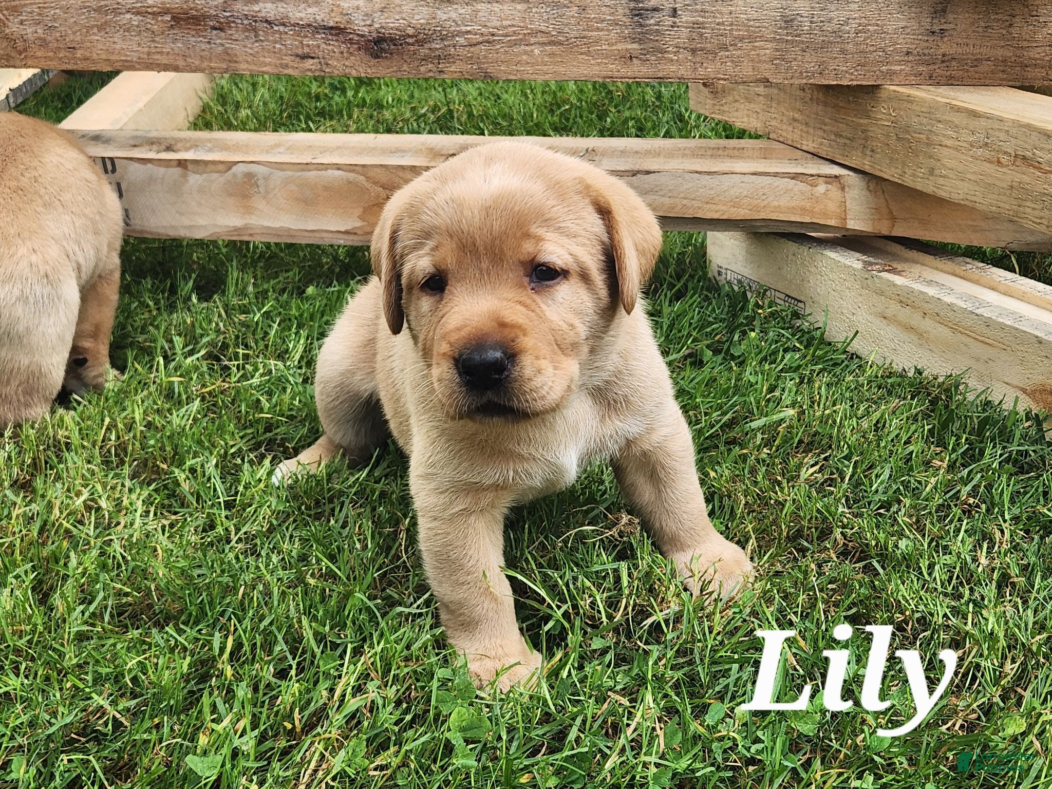 Labrador Retriever dogs Labrador Retriever- Lily - Ad 19