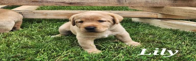 Labrador Retriever- Lily