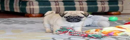 Pug dogs for sale: Alan - Ad 1