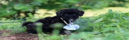 Havapoo dogs for sale: Riley - Ad 6