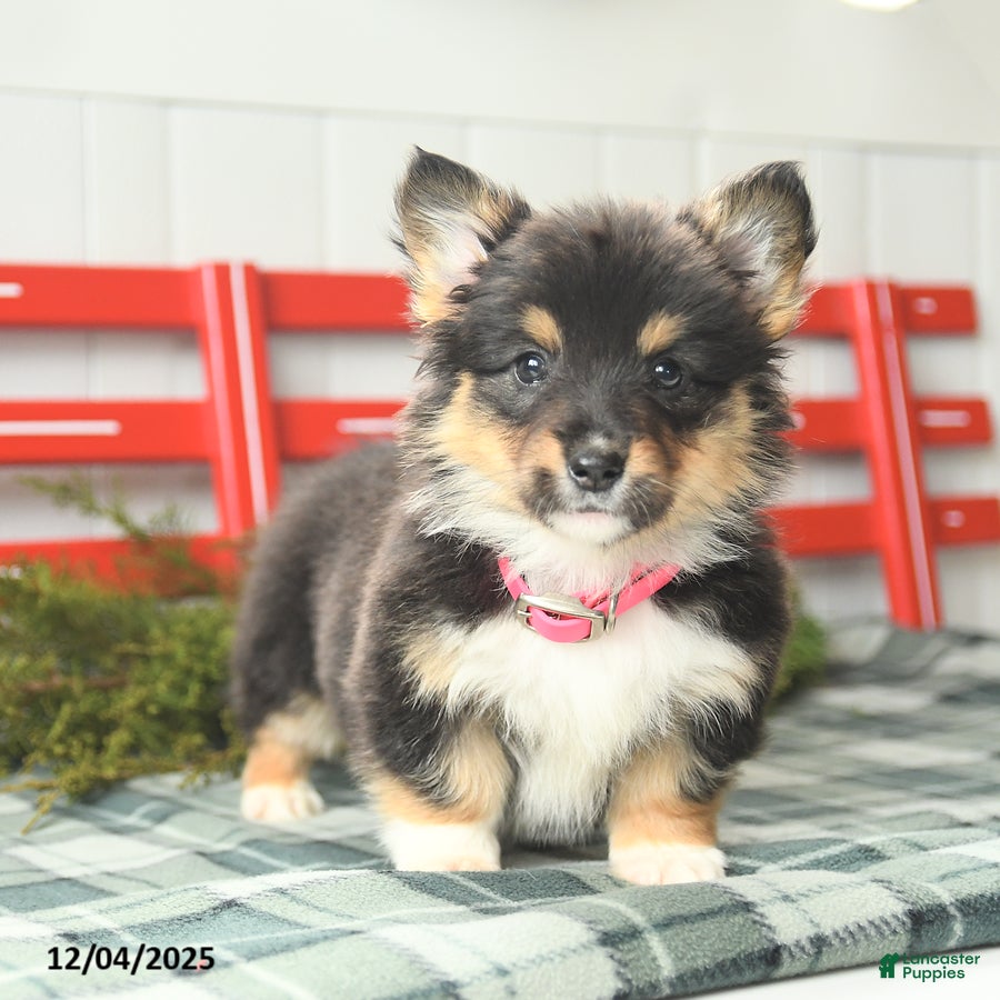 Welsh Corgi Pembroke dogs Fluffy Tootsie Roll - Ad 36