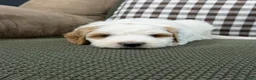 Goldendoodle dogs for sale: Forest - Ad 8