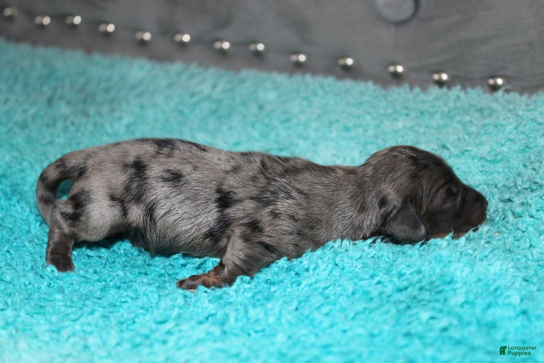 Miniature Dachshund dogs for sale: Molly Mini - Ad 3