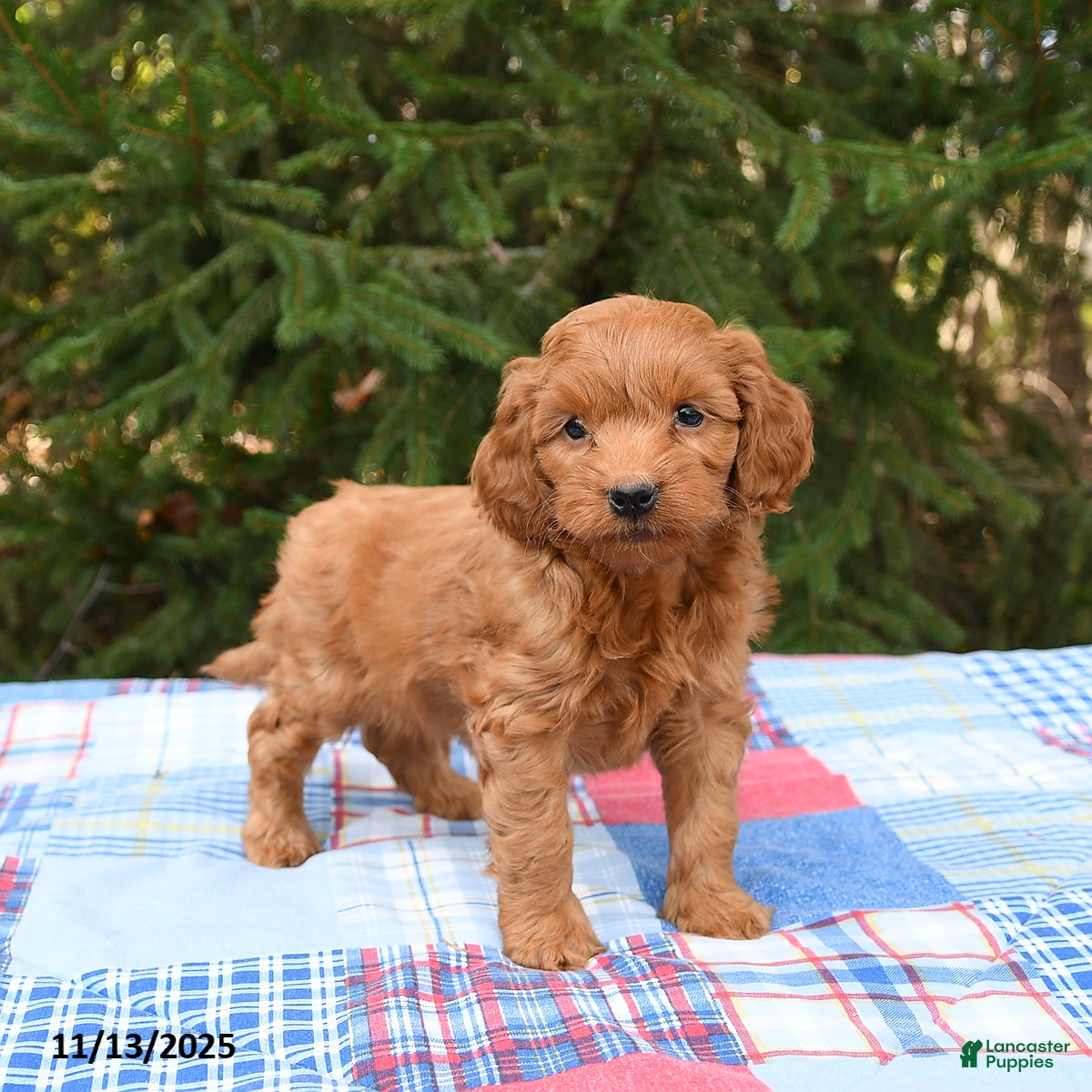Mini Goldendoodle dogs Sirius - Ad 40