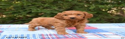 Mini Goldendoodle dogs for sale: Sirius - Ad 1