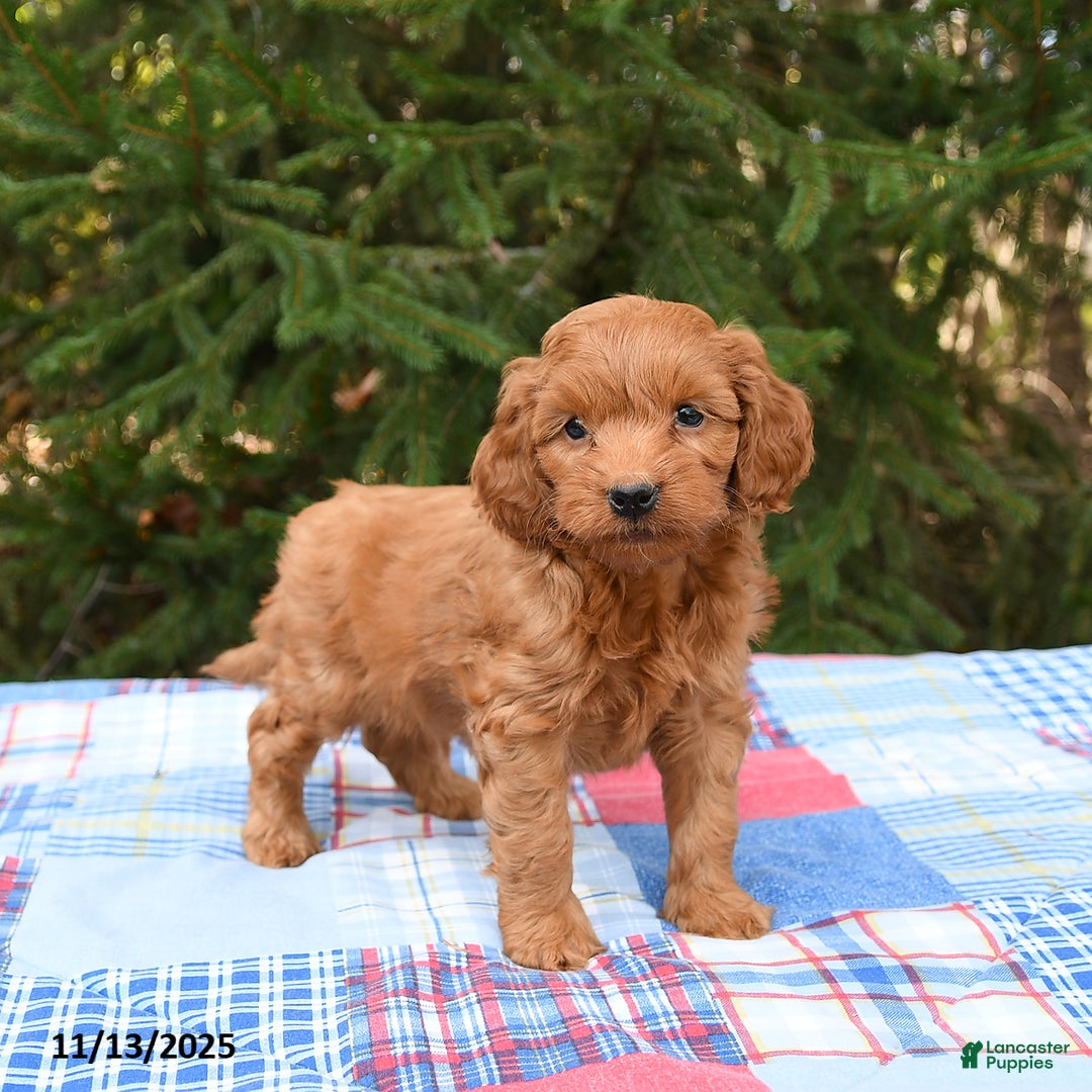 Mini Goldendoodle dogs for sale: Sirius - Ad 1