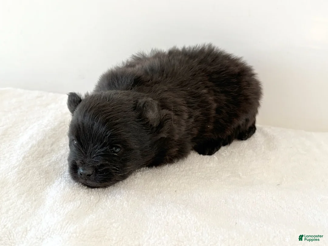 Pomeranian dogs for sale: Tina - Ad 6