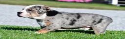 Beabull dogs for sale: Bo - Ad 8
