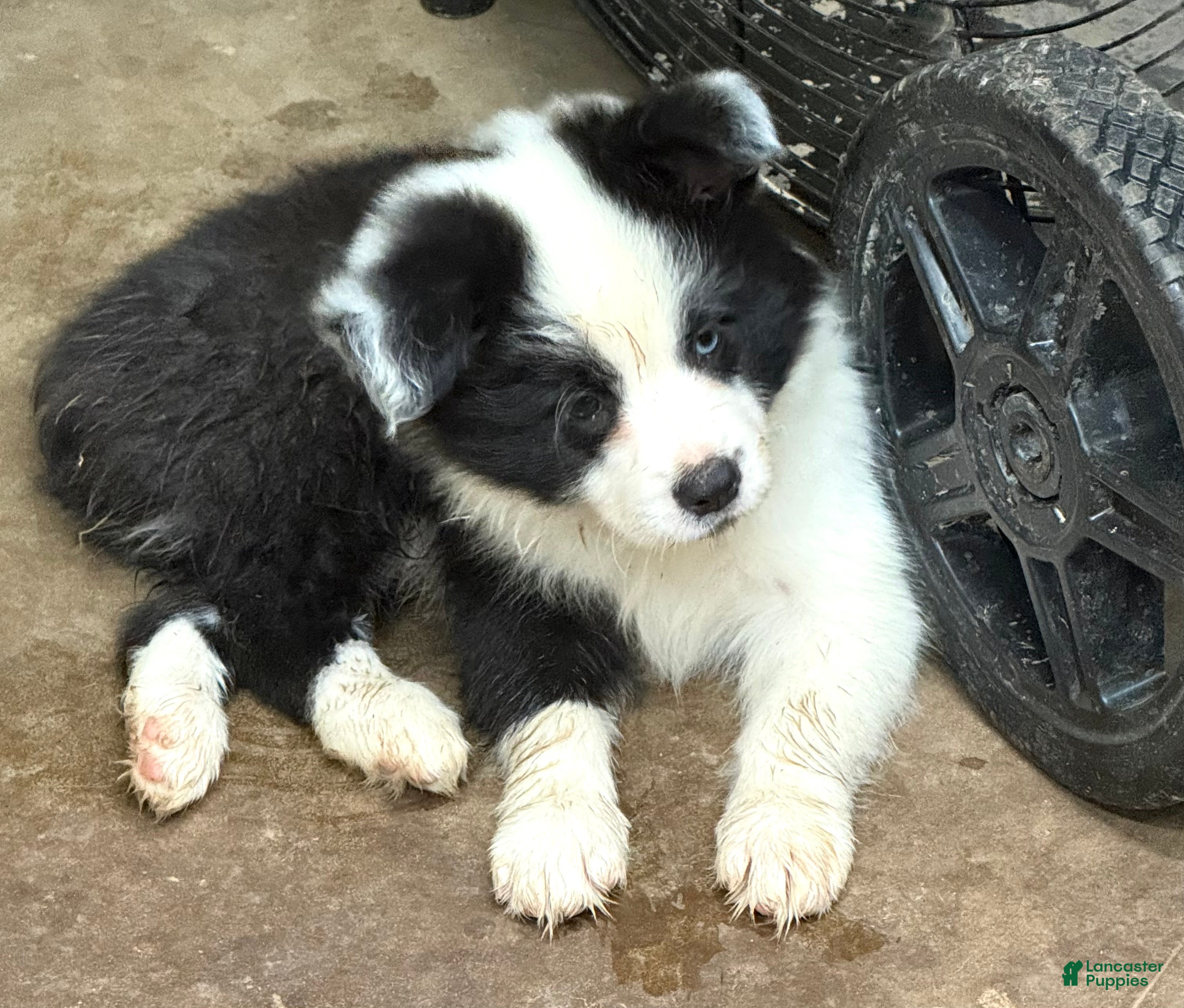 Mixed Breed dogs Border Aussie 2 - Ad 40