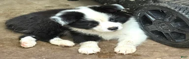 Border Aussie 2