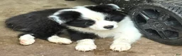 Mixed Breed dogs for sale: Border Aussie 2 - Ad 1