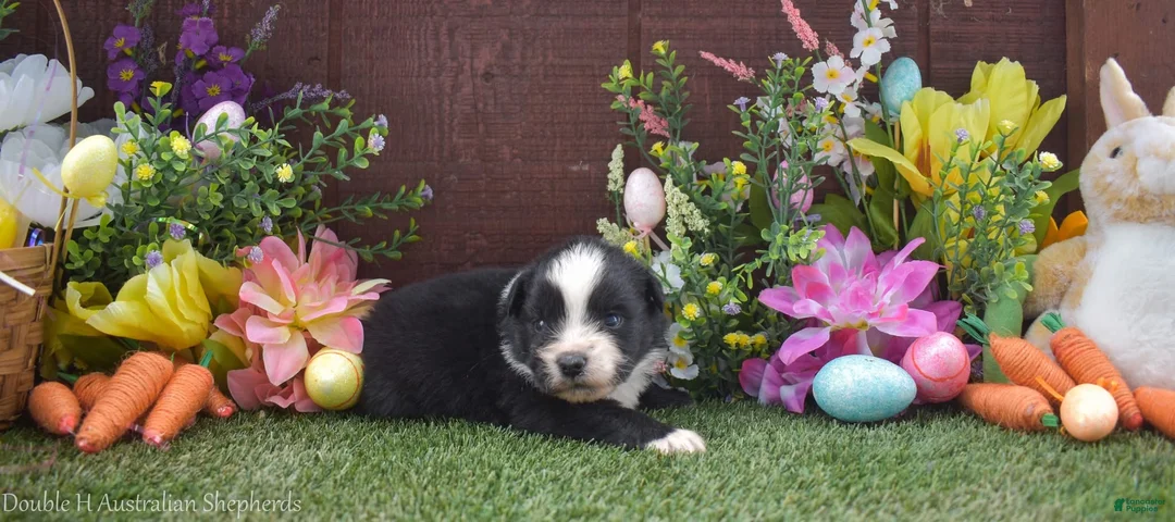 Australian Shepherd dogs for sale: Sleepy 2 brown eyes - Ad 1